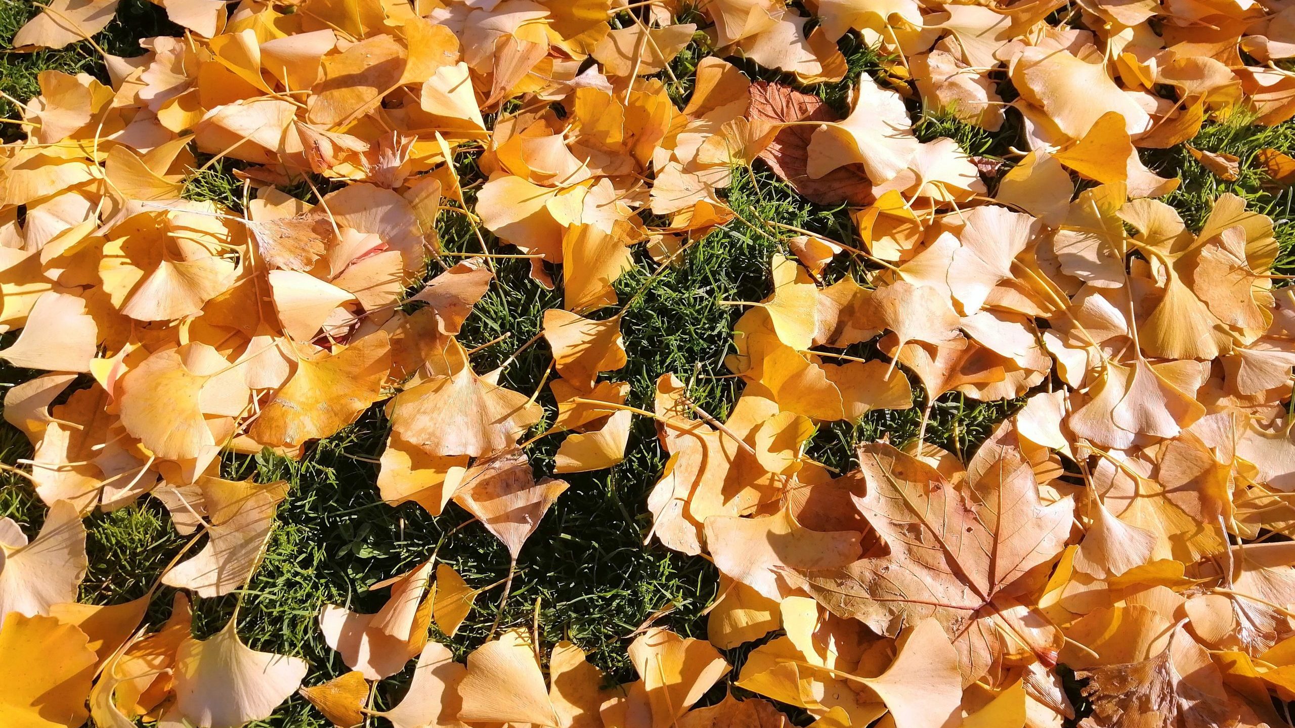 Closeup of dry leaves illustrates blog "The Importance of Fall Roofing Inspections"
