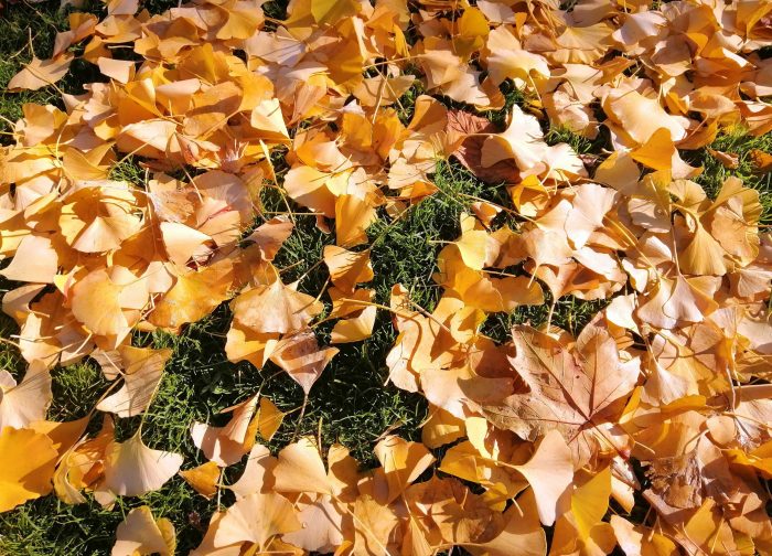 Closeup of dry leaves illustrates blog "The Importance of Fall Roofing Inspections"