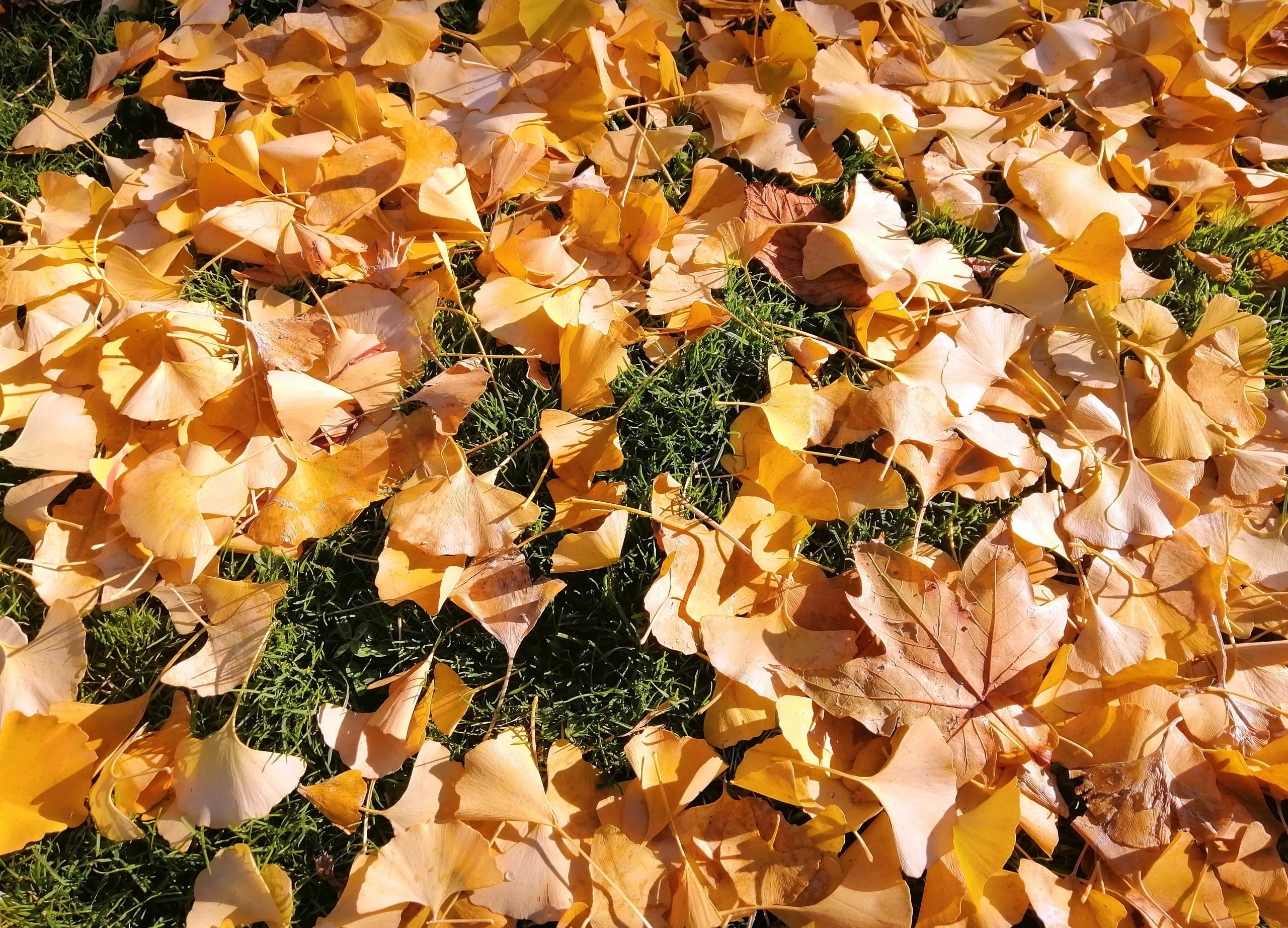 Closeup of dry leaves illustrates blog "The Importance of Fall Roofing Inspections"