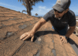 Roof blistering on a sun-exposed California roof surface